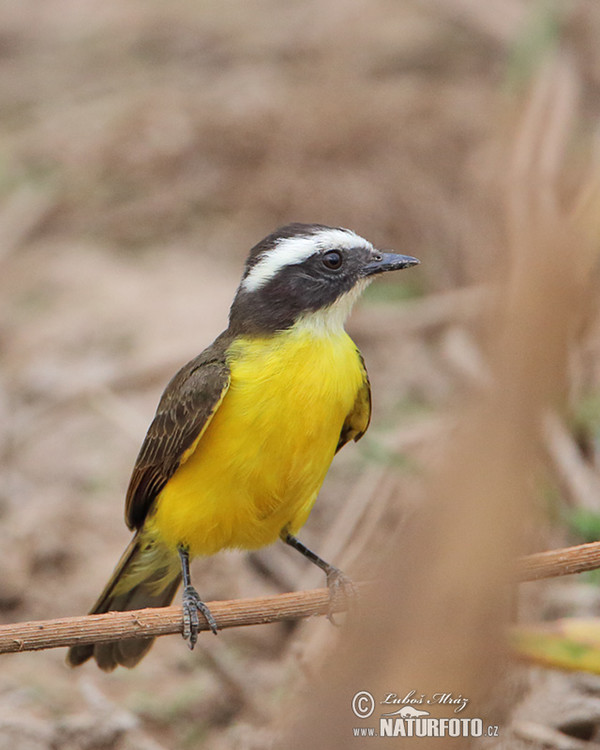 Lesser Kiskadee (Pitangus lictor)