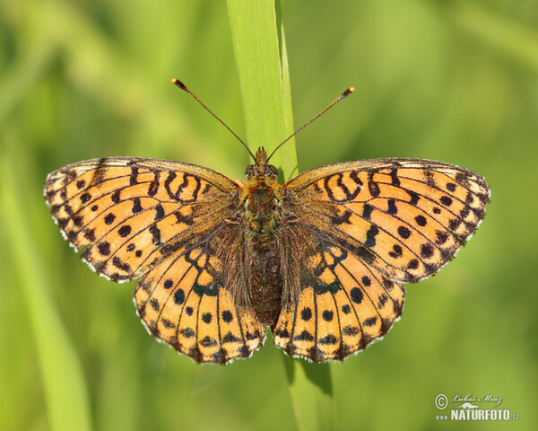 Lesser Marbled Fritillary (Brenthis ino)