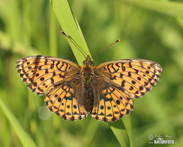 Lesser Marbled Fritillary (Brenthis ino)