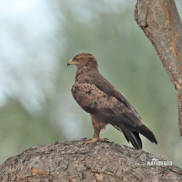 Lesser Spotted Eagle (Clanga pomarina)