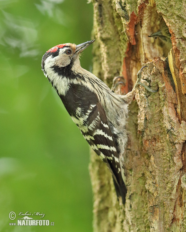 Lesser Spotted Woodpecker (Dendrocopos minor)