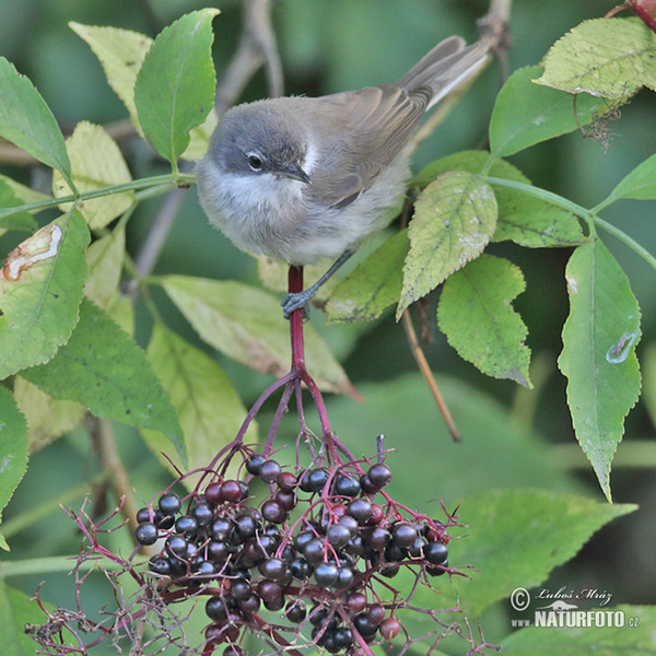 Lesser Whitethroat (Sylvia curruca)