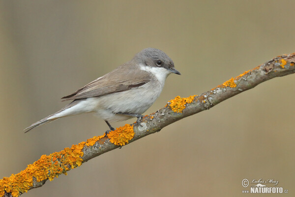 Lesser Whitethroat (Sylvia curruca)