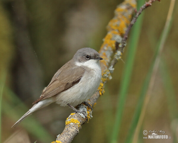 Lesser Whitethroat (Sylvia curruca)