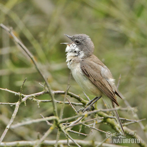 Lesser Whitethroat (Sylvia curruca)