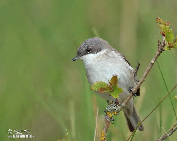 Lesser Whitethroat (Sylvia curruca)