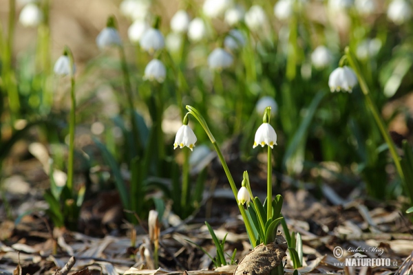 Leucojum vernum