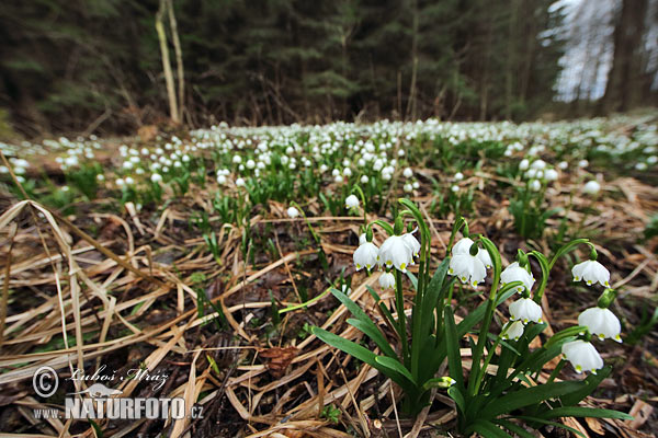 Leucojum vernum