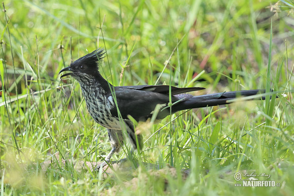 Levaillant´s Cuckoo (Clamator levaillantii)