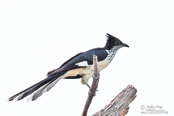 Levaillant´s Cuckoo (Clamator levaillantii)