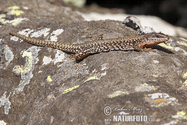 Lézard des murailles