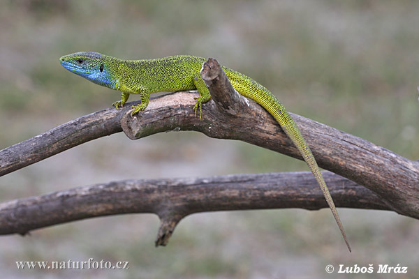 Lézard vert