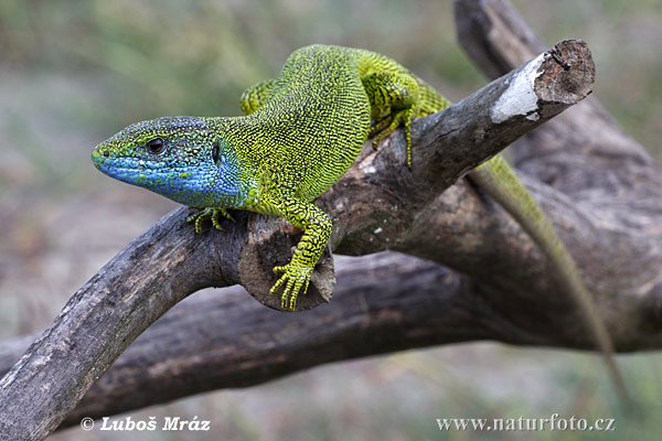 Lézard vert