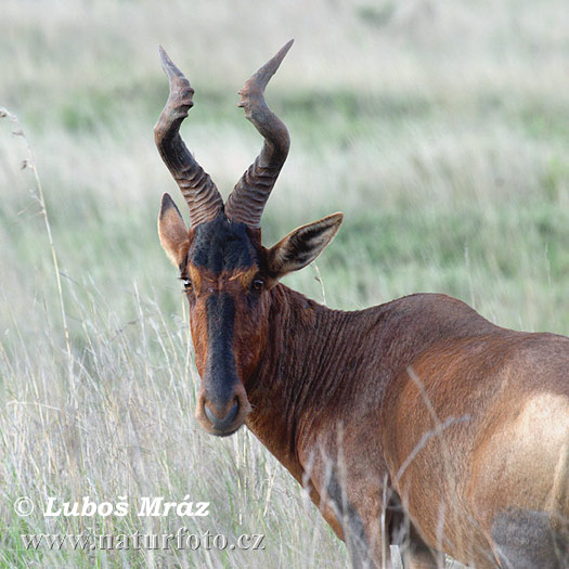 Lierantilope