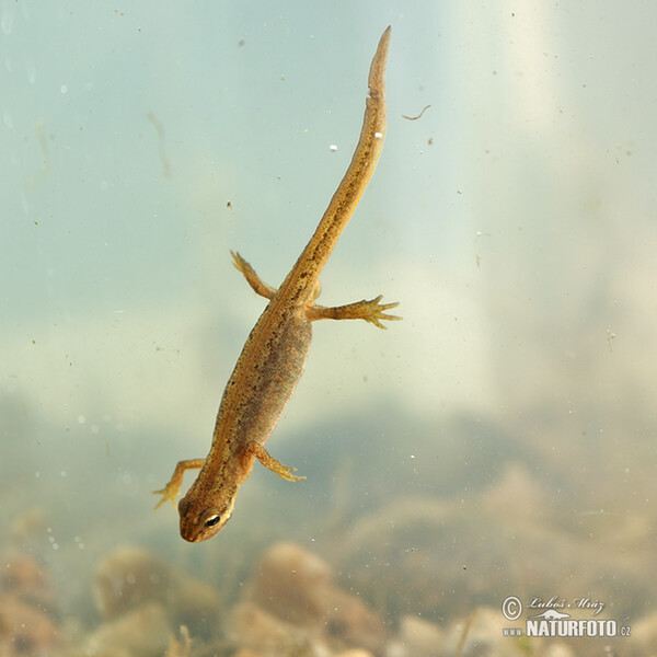 Lille vandsalamander