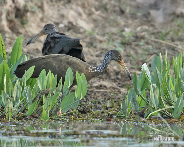 Limpkin, Carrao (Aramus guarauna)