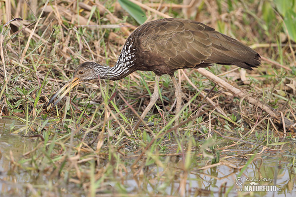 Limpkin, Carrao (Aramus guarauna)