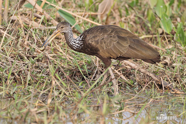 Limpkin, Carrao (Aramus guarauna)