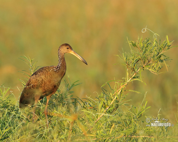 Limpkin, Carrao (Aramus guarauna)