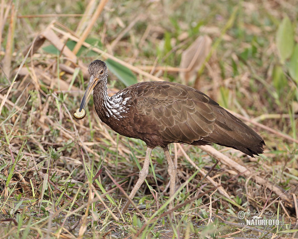 Limpkin, Carrao (Aramus guarauna)