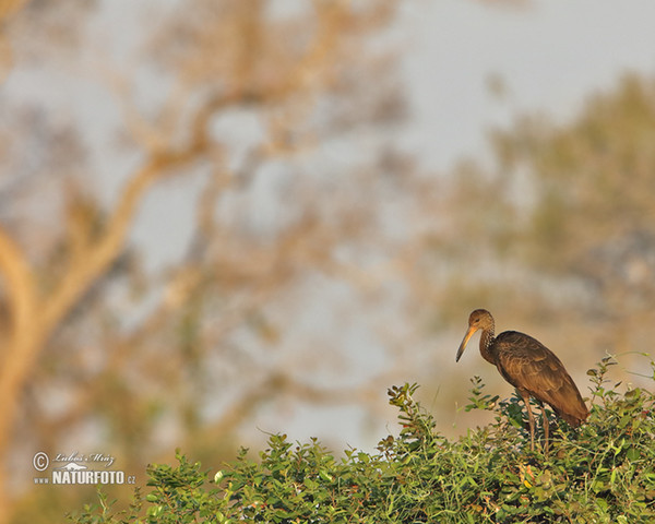 Limpkin, Carrao (Aramus guarauna)