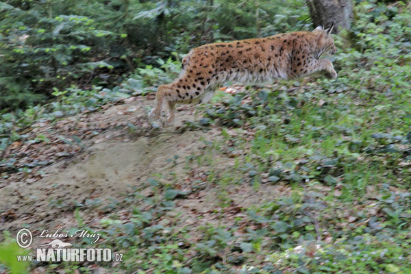 Lince boreal