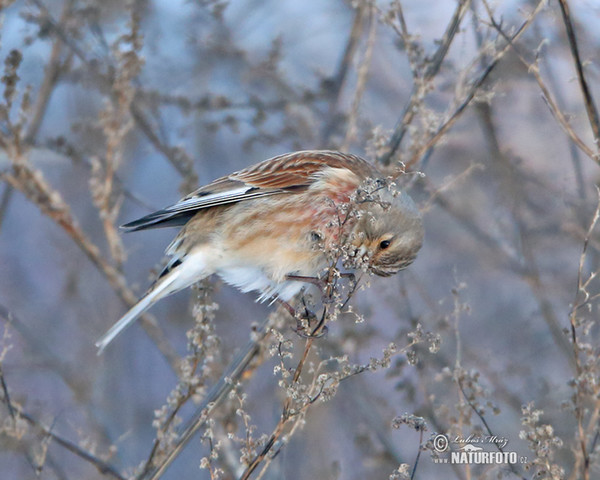 Linnet (Carduelis cannabina)