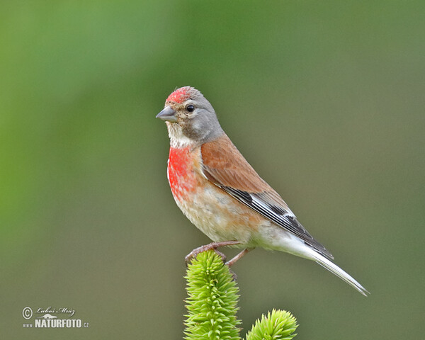 Linnet (Carduelis cannabina)