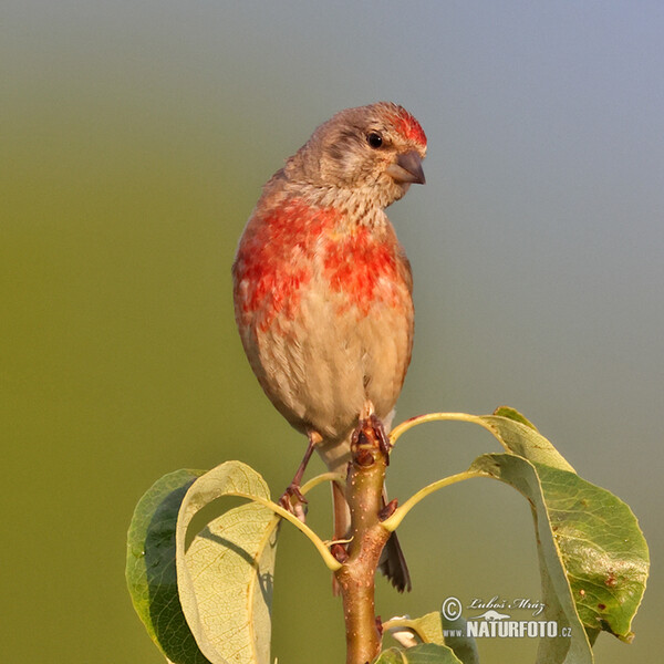 Linnet (Carduelis cannabina)