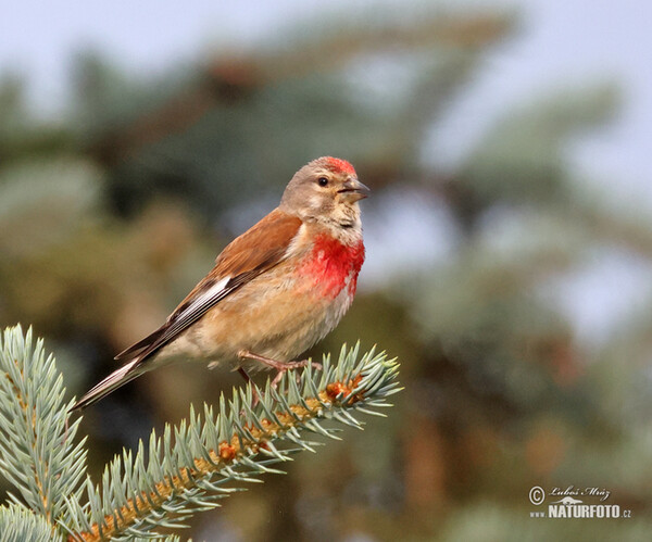 Linnet (Carduelis cannabina)