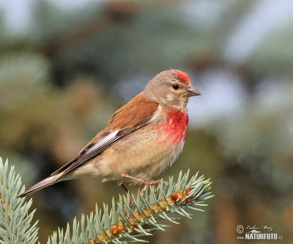 Linnet (Carduelis cannabina)