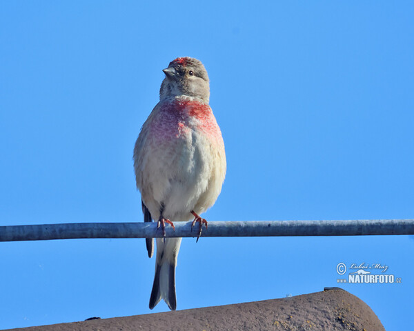 Linnet (Carduelis cannabina)