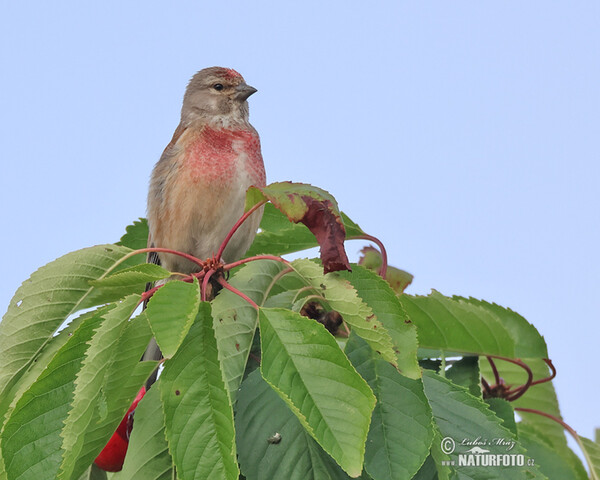 Linnet (Carduelis cannabina)