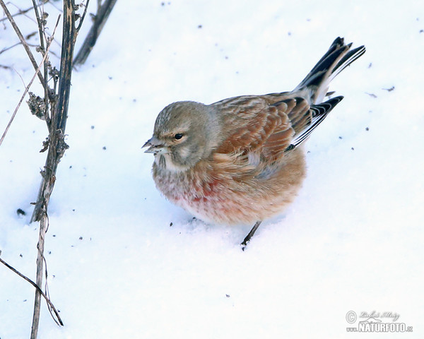 Linnet (Carduelis cannabina)