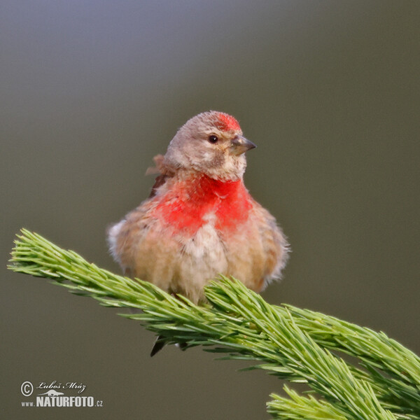 Linnet (Carduelis cannabina)