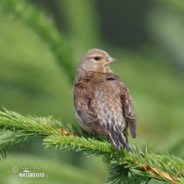 Linnet (Carduelis cannabina)