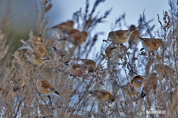 Linnet (Carduelis cannabina)