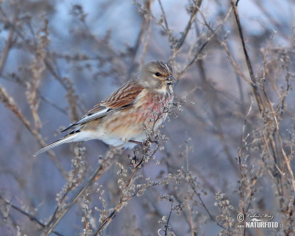 Linnet (Carduelis cannabina)