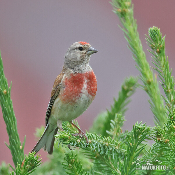 Linnet (Carduelis cannabina)