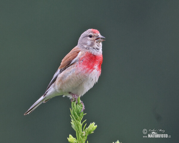 Linnet (Carduelis cannabina)