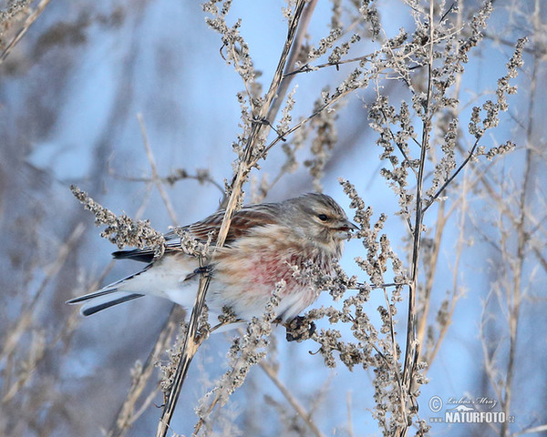 Linnet (Carduelis cannabina)