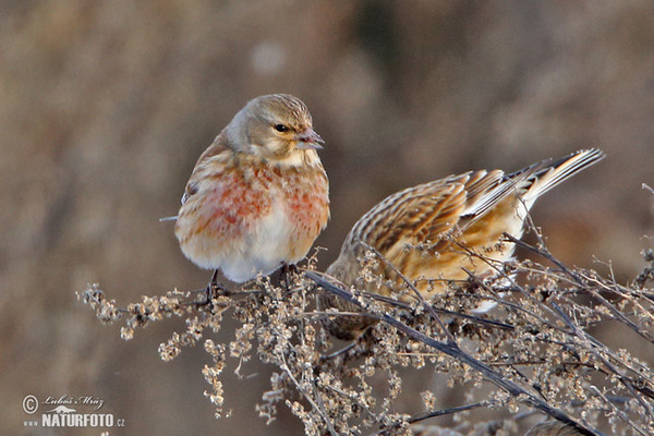 Linnet (Carduelis cannabina)