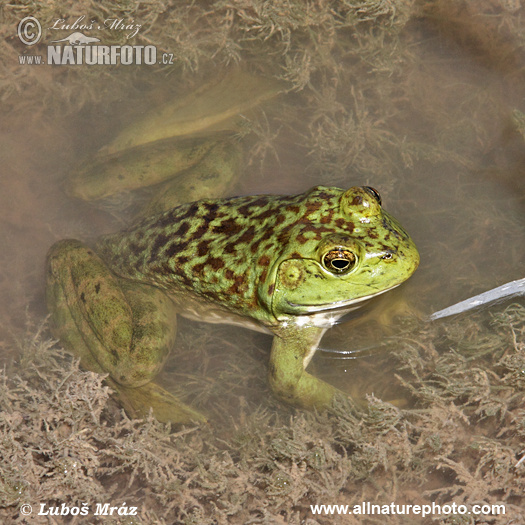 Lithobates catesbeianus