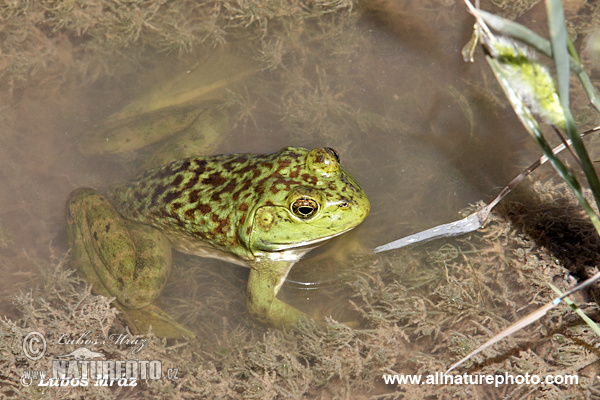 Lithobates catesbeianus
