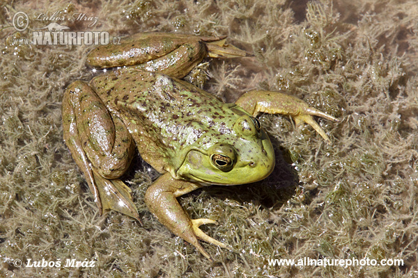 Lithobates catesbeianus