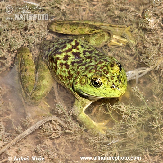 Lithobates catesbeianus