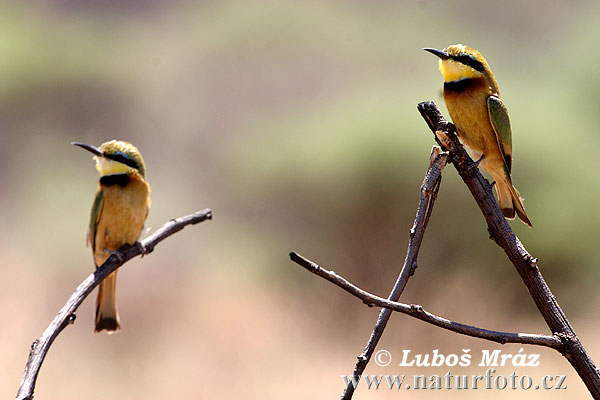 Little Bee-eater (Merops pusillus)