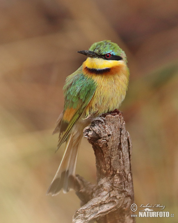 Little Bee-eater (Merops pusillus)