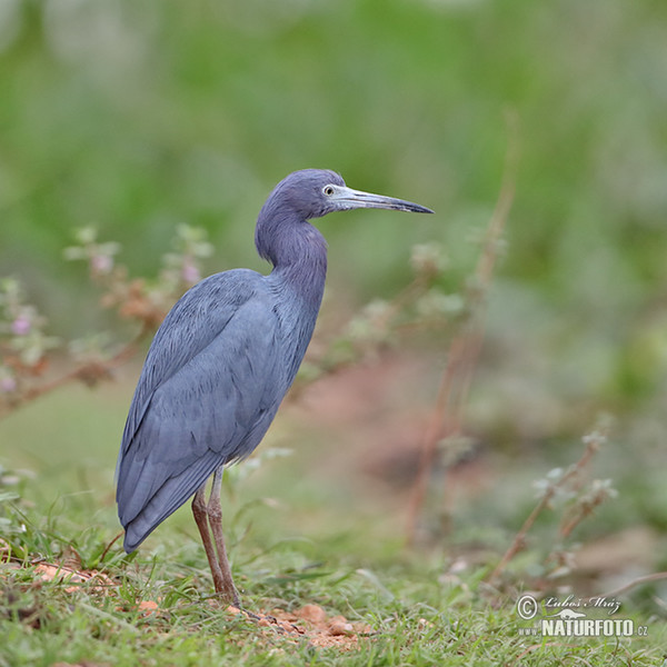 Little Blue Heron (Egretta caerulea)