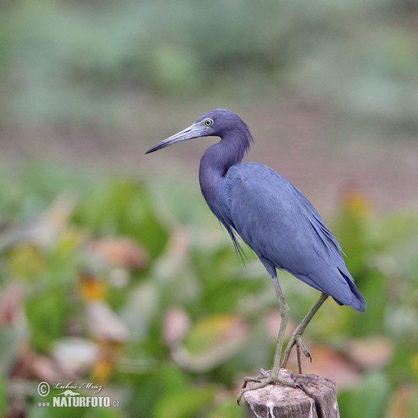 Little Blue Heron (Egretta caerulea)